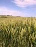 Wheat crop