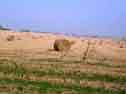 Straw Bales