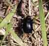 Bloody Nose Beetle