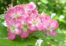 Pink Hawthorn blossom