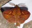 Drinker Moth