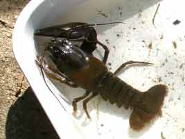 Crayfish