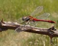 Common Darter Dragonfly on twig