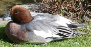 Wigeon