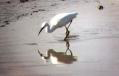 Egret