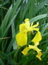 Flag Iris