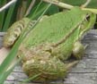 Green Common Frog