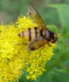 Volucella inanis hoverfly 