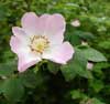 Wild Rose