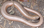 Slow Worm