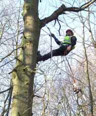 Tree Surgery Carried Out